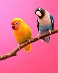 pic for Flirty birds